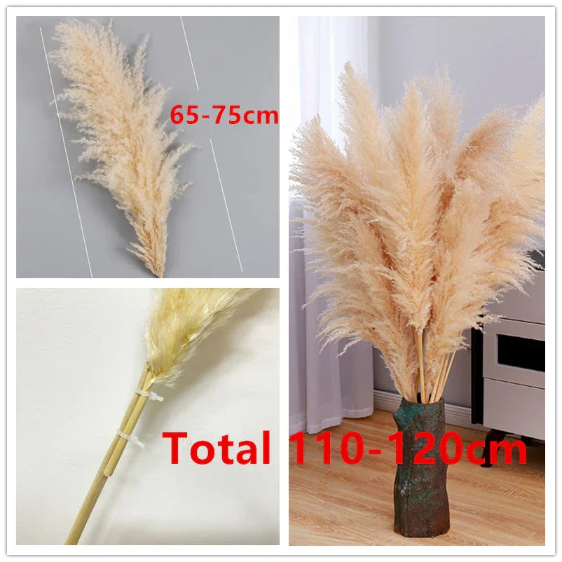 BohoBliss - Dried Pampas Grass