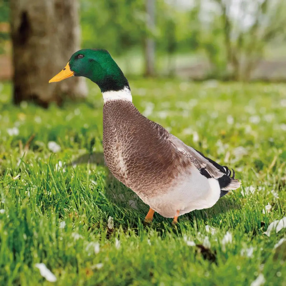 Duck sculpture | Lifelike duck for the garden