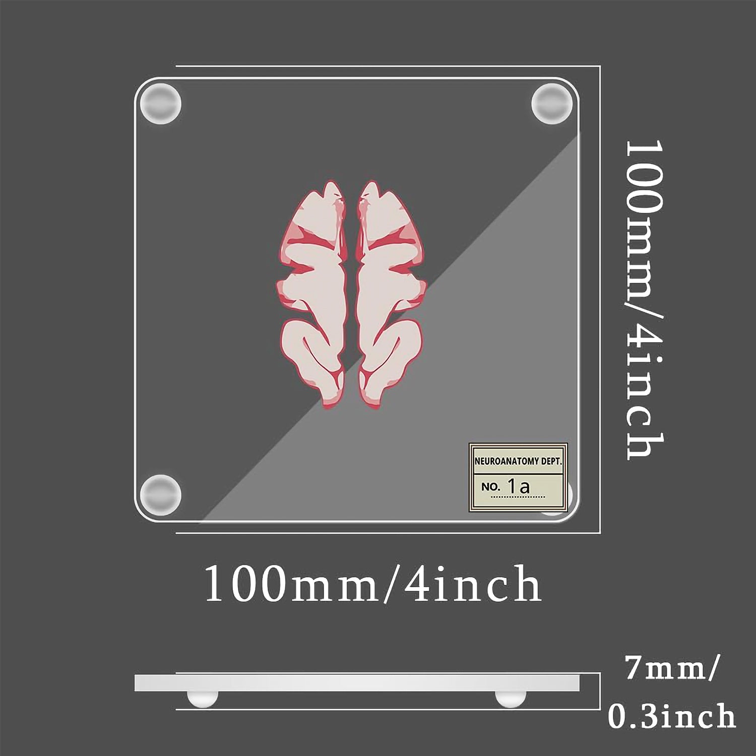 Brain Anatomy Coaster Collection